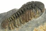 Bumpy Morocops Trilobite - Nice Eye Facets #321014-2